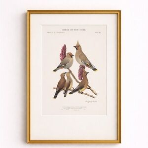 Antique Ornithological Bird Print Original art vintage home decor bohemian